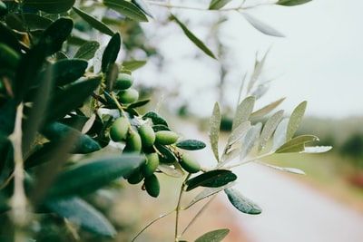 The leaf plant of selective focus photography
